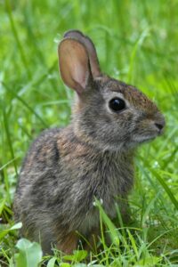 Liebre Europea Bebe