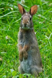 Liebre Europea Bebe