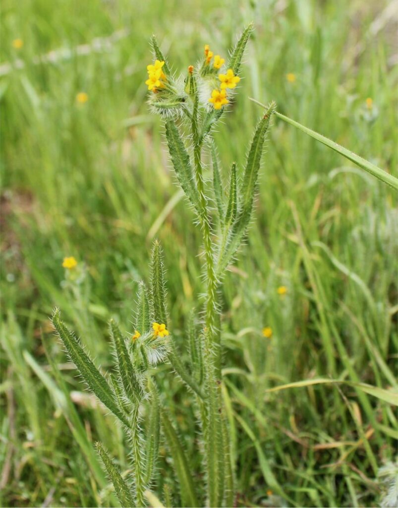 Ortiguilla (Amsinckia Calycina)