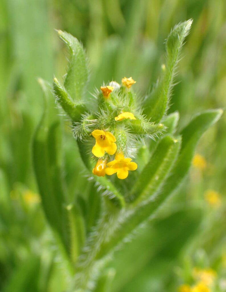 Ortiguilla (Amsinckia Calycina)