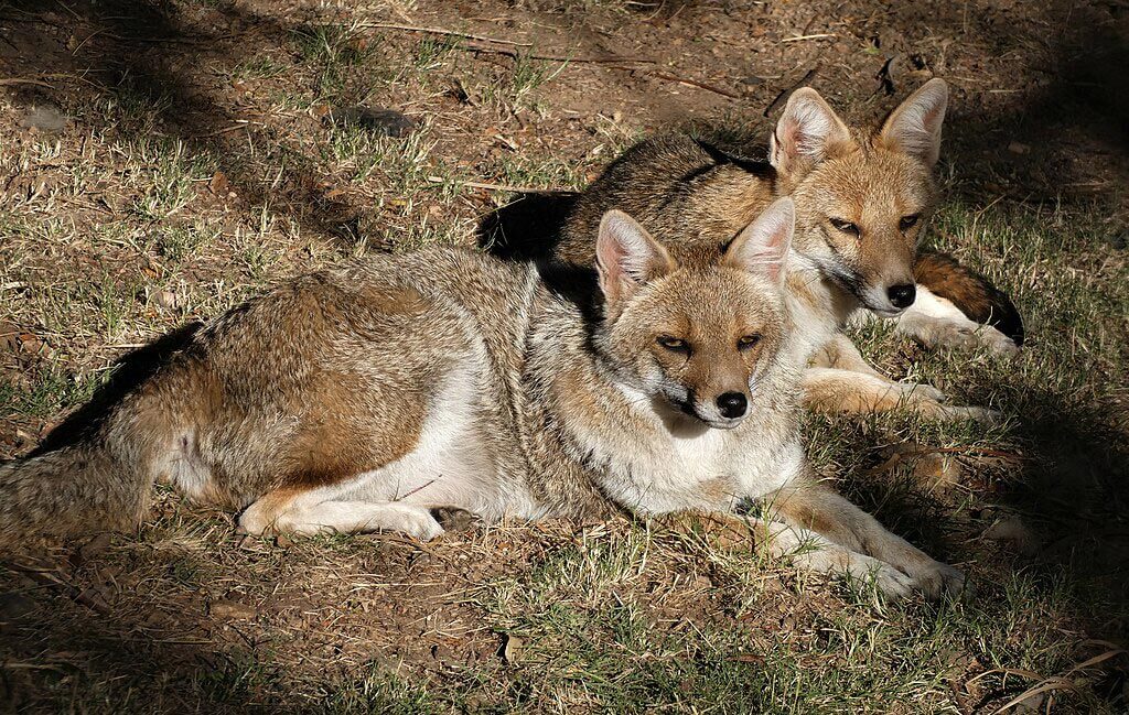 El Zorro Gris sudamericano ( Lycalopex griseus ), también conocido como zorro patagónico