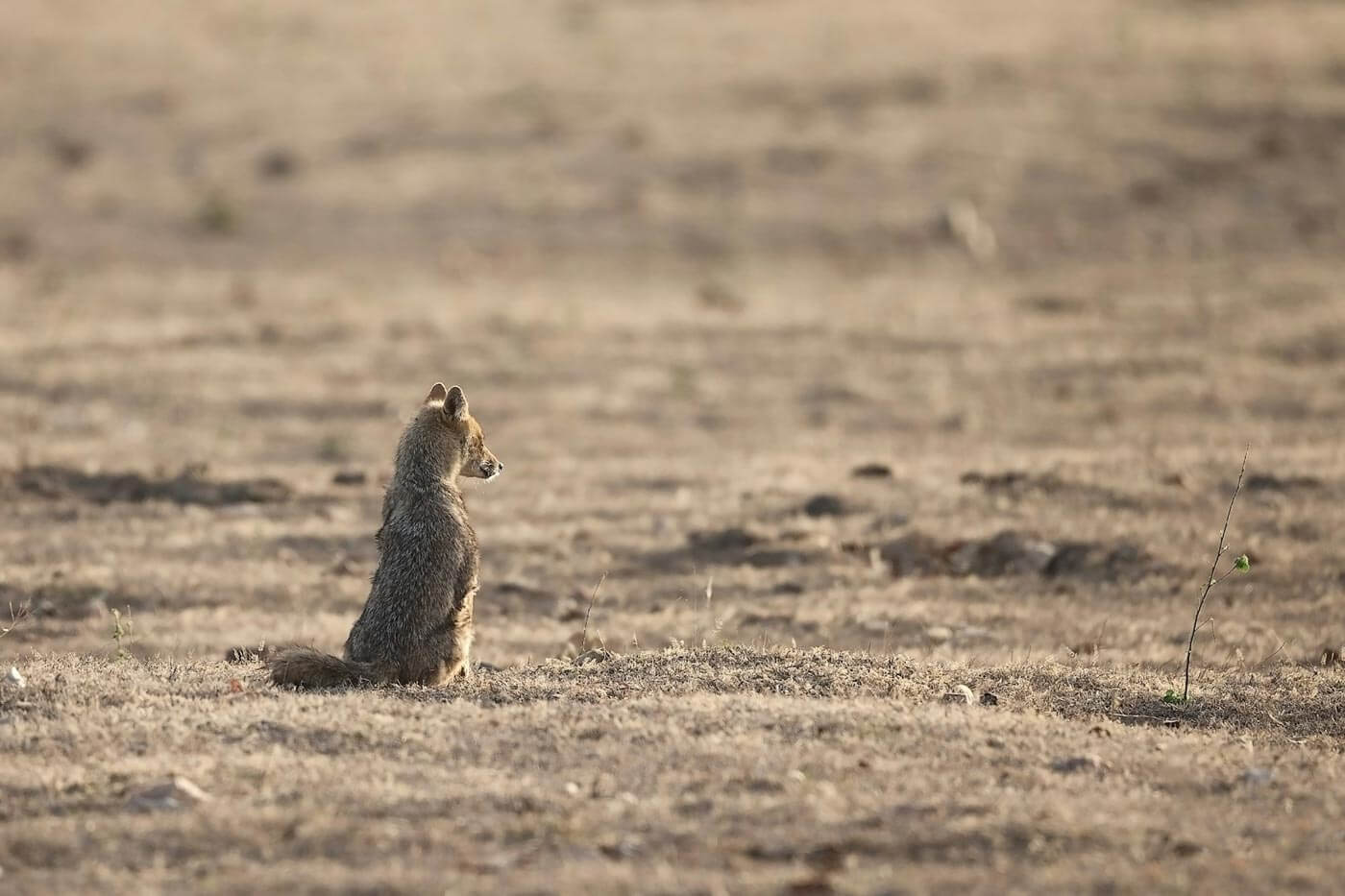 El Zorro Gris sudamericano ( Lycalopex griseus ), también conocido como zorro patagónico