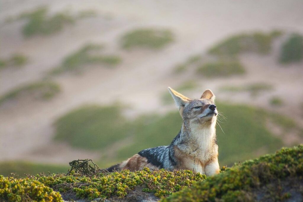 South American Gray Fox (Lycalopex griseus), also known as Patagonian fox