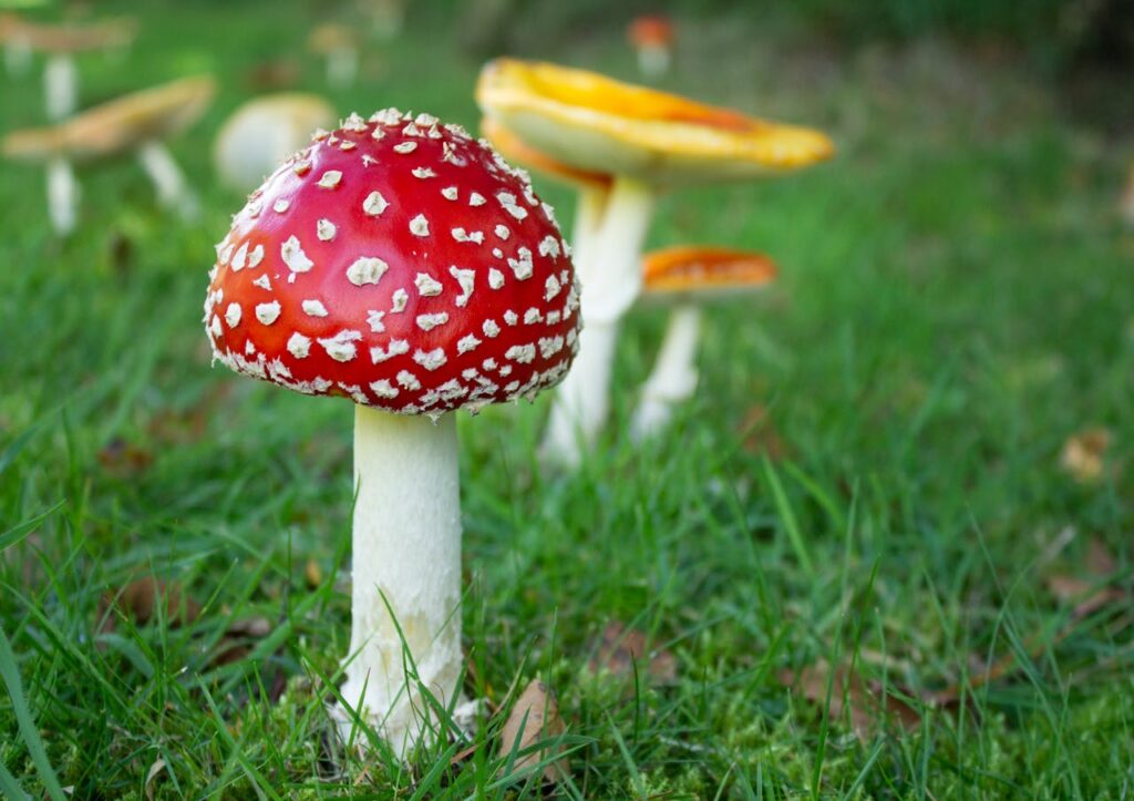 Amanita Muscaria in grass