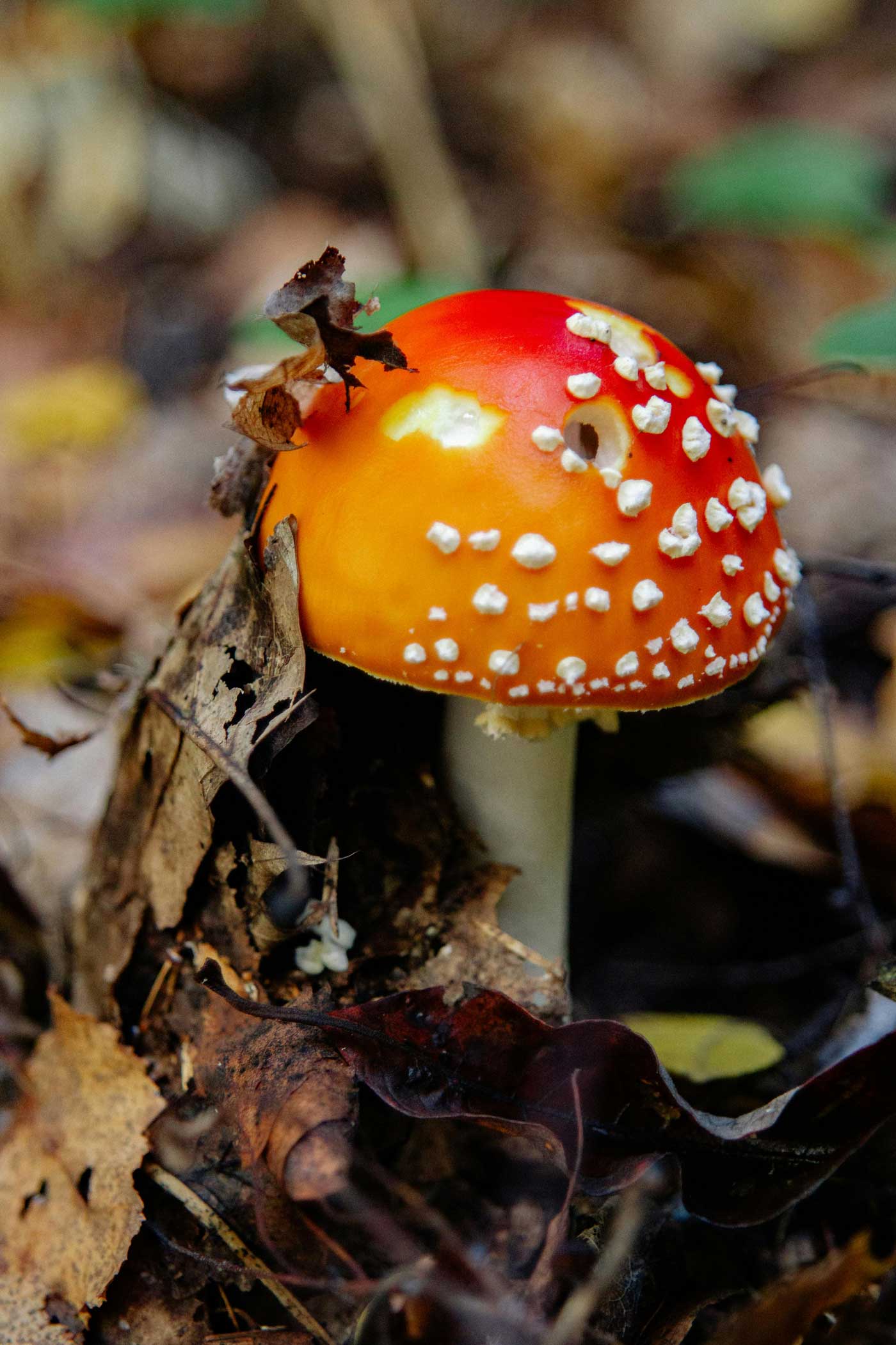 Amanita muscaria in Patagonia: Effects, Uses, Risks & More