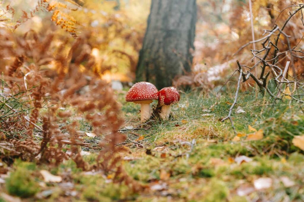 Amanita Muscaria