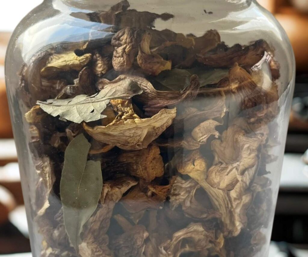 Dried pine mushrooms