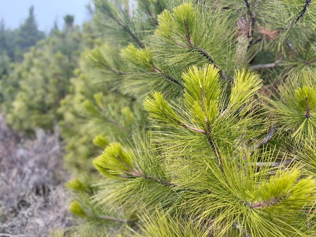 Introduced Pine in Patagonia: Use, Impact & Management