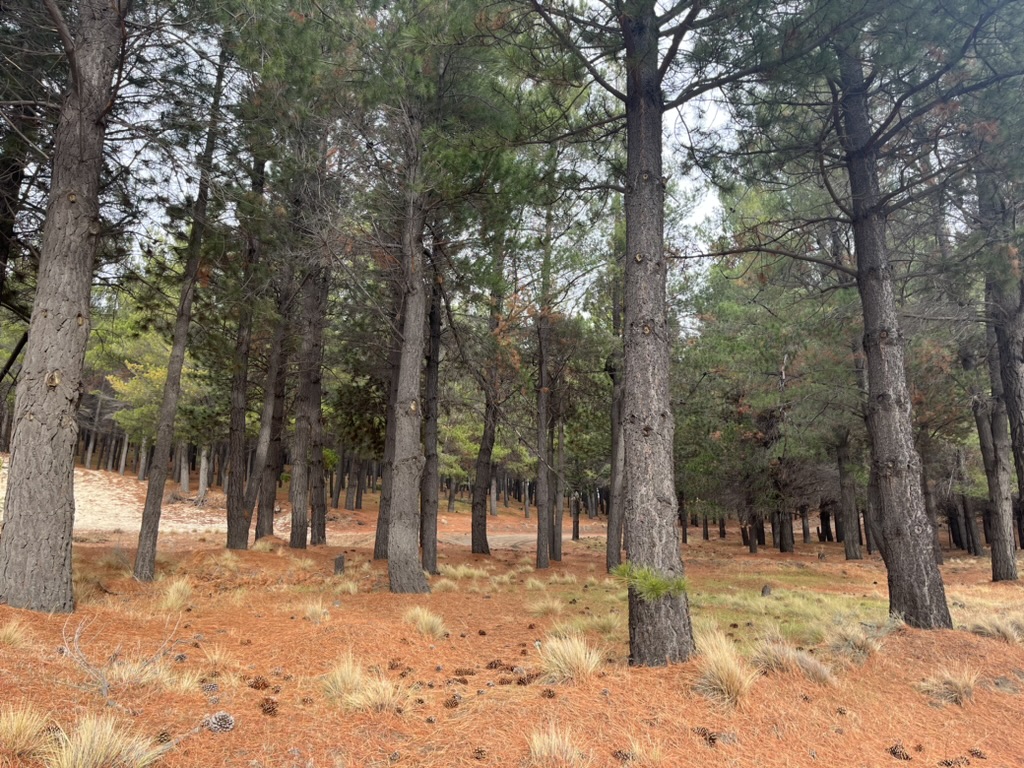 Plantaciones de pino