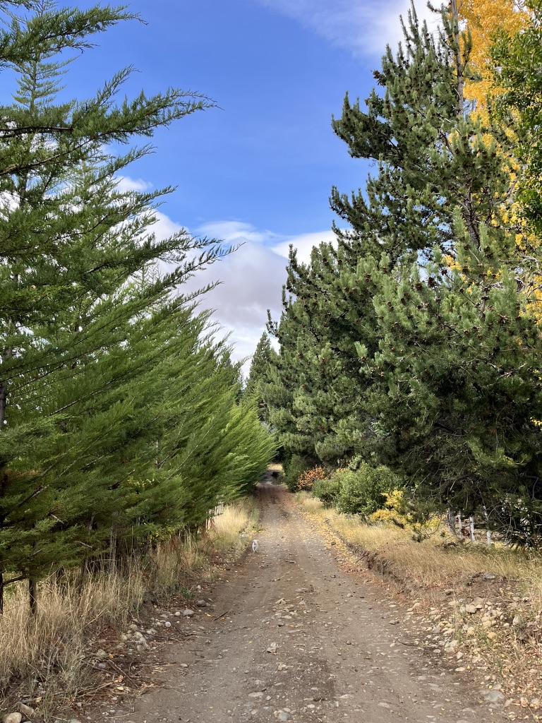 Calle rural con pinos