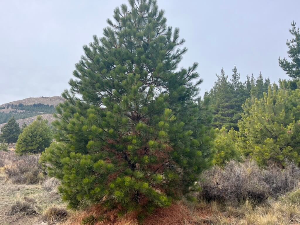 Oregon Pine
