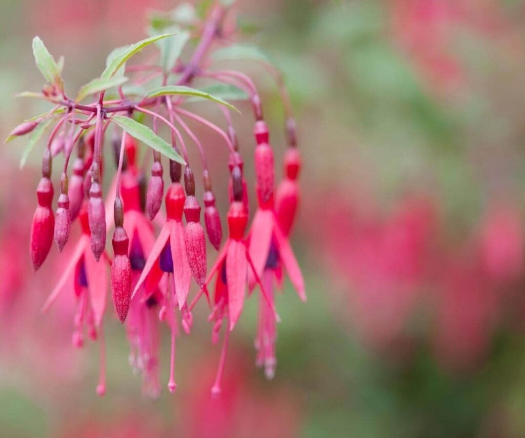 Chilco (Fuchsia magellanica)