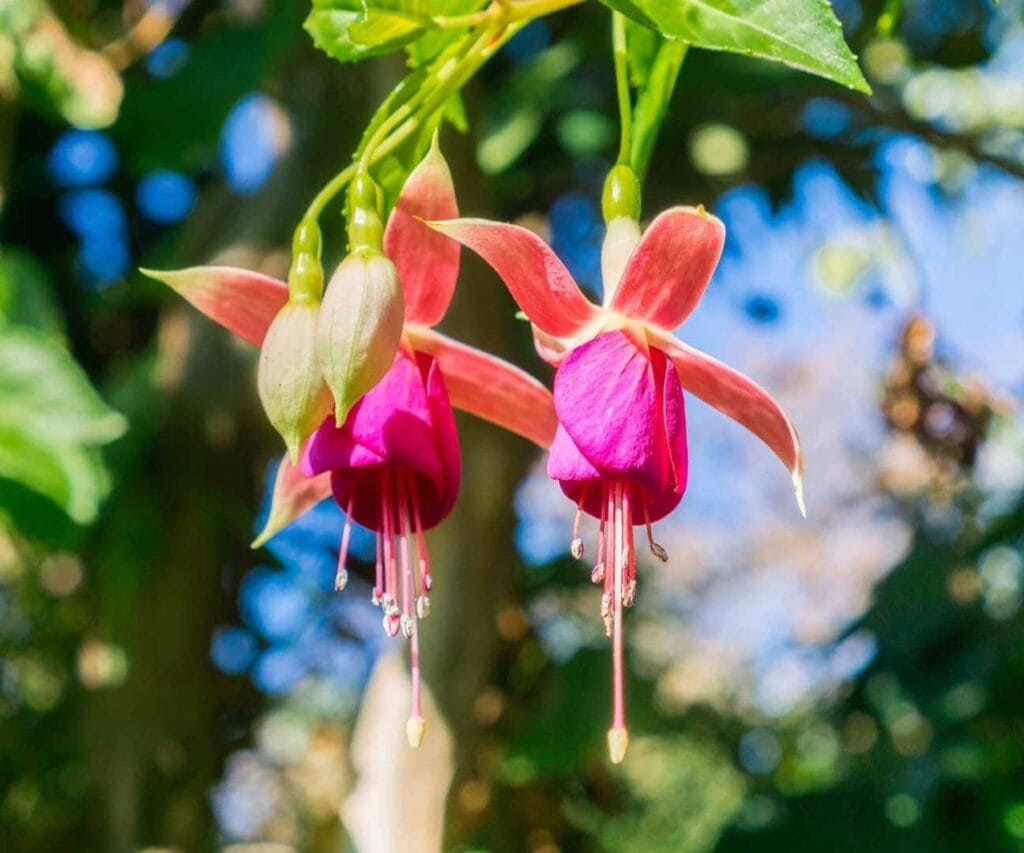 Chilco (Fuchsia magellanica)
