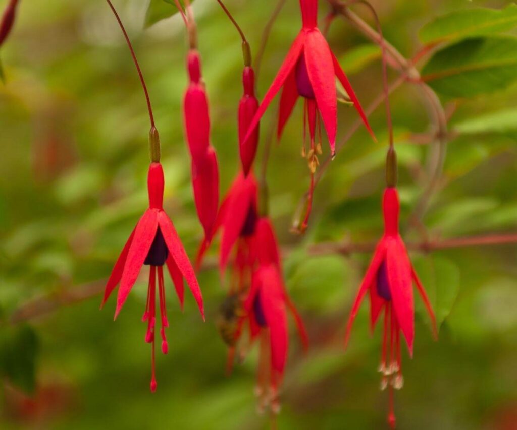 Chilco (Fuchsia magellanica)