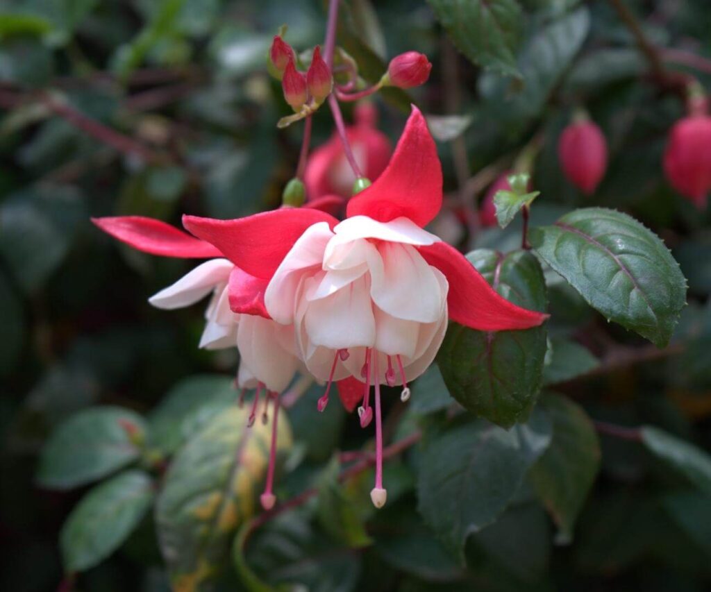 Chilco (Fuchsia magellanica)