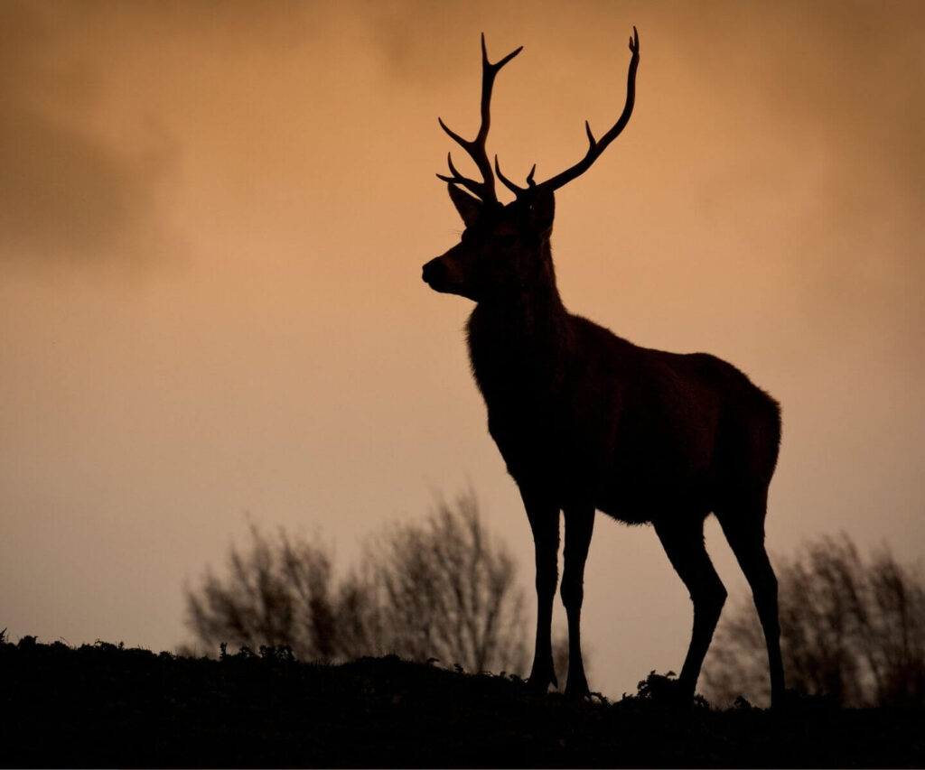 Red Deer