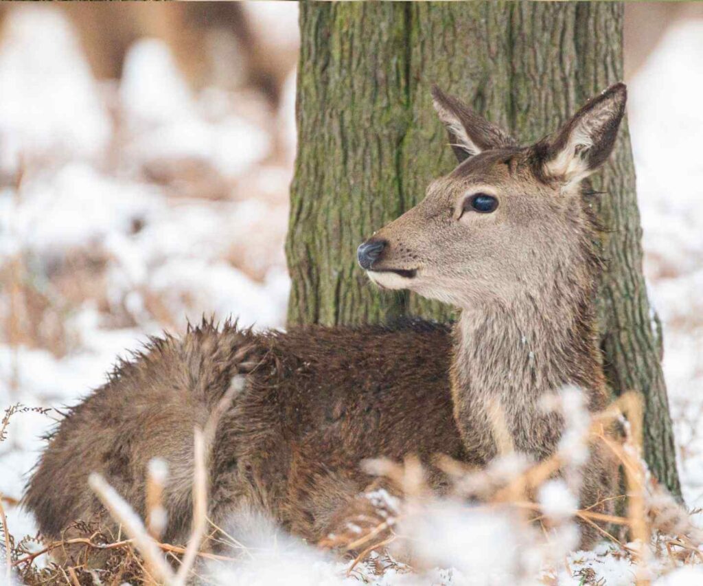 Young Red Deer in winter