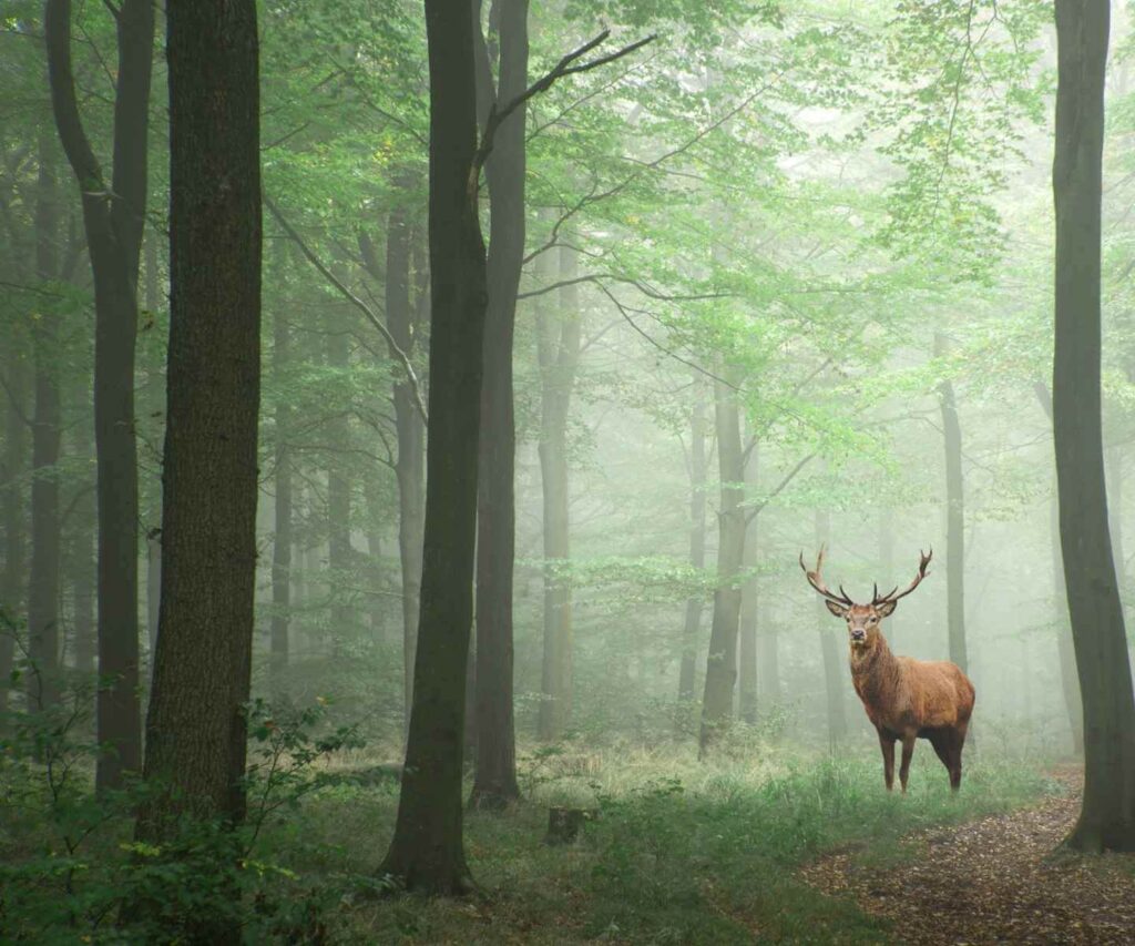 Red Deer in a forest