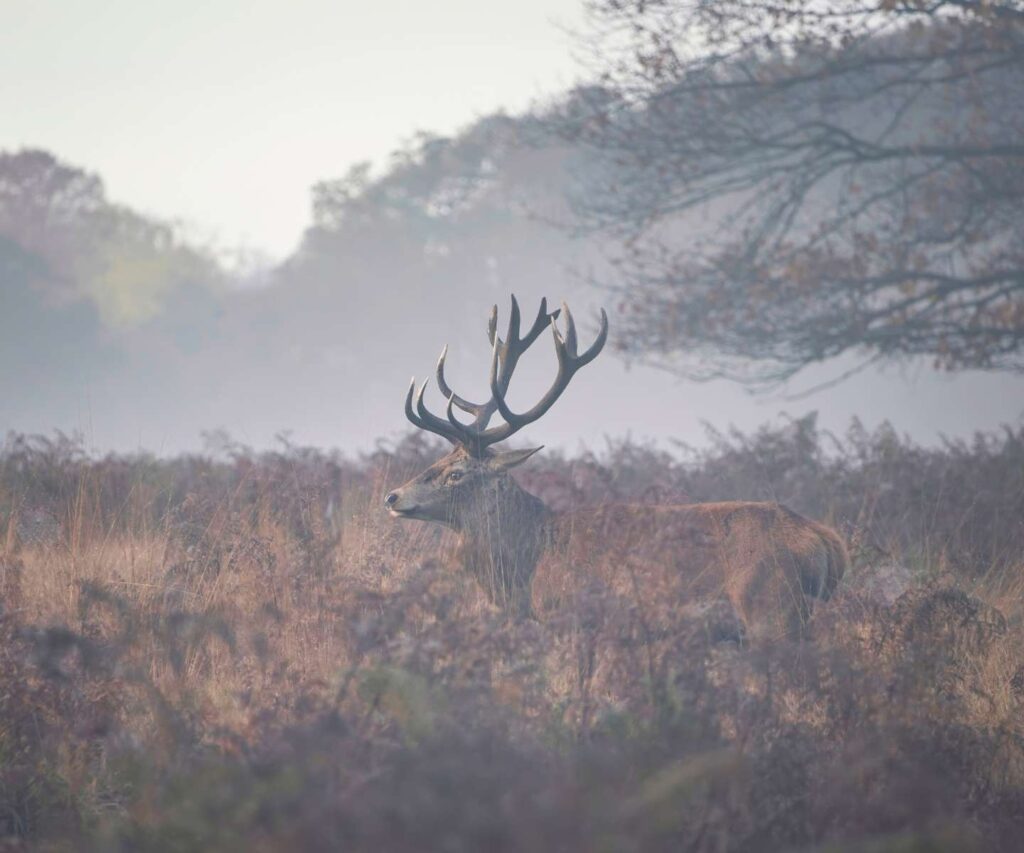 Red deer