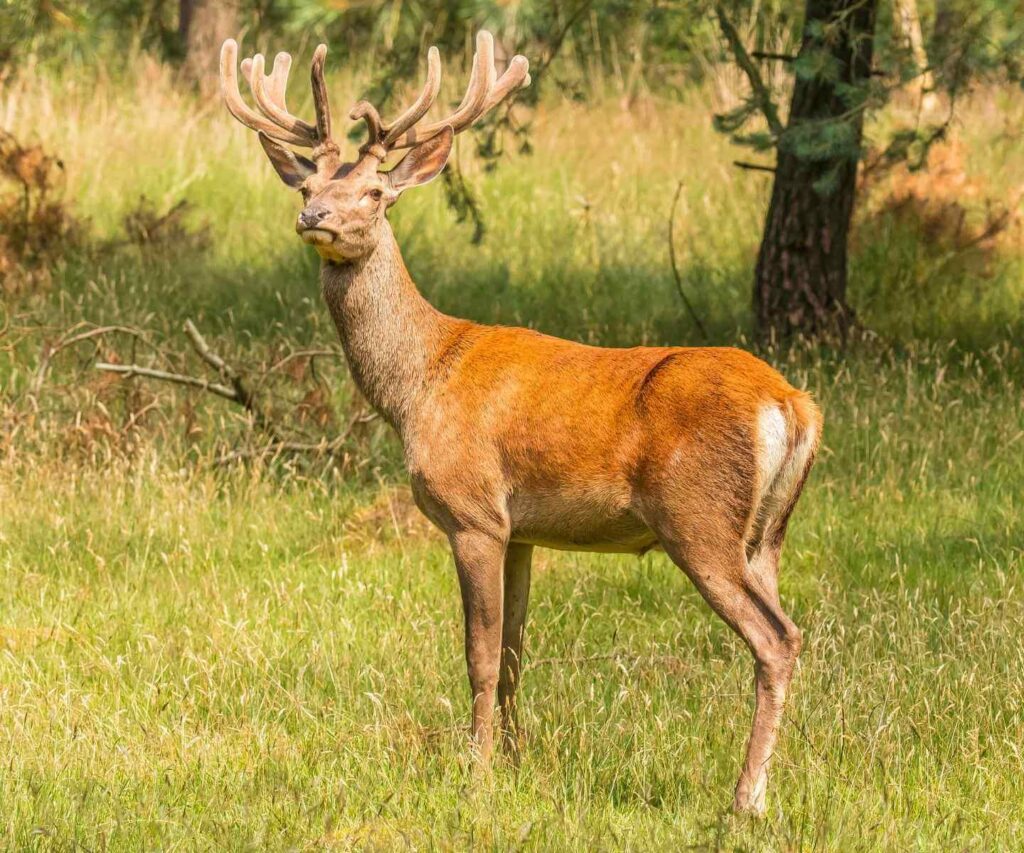 Young Red Deer