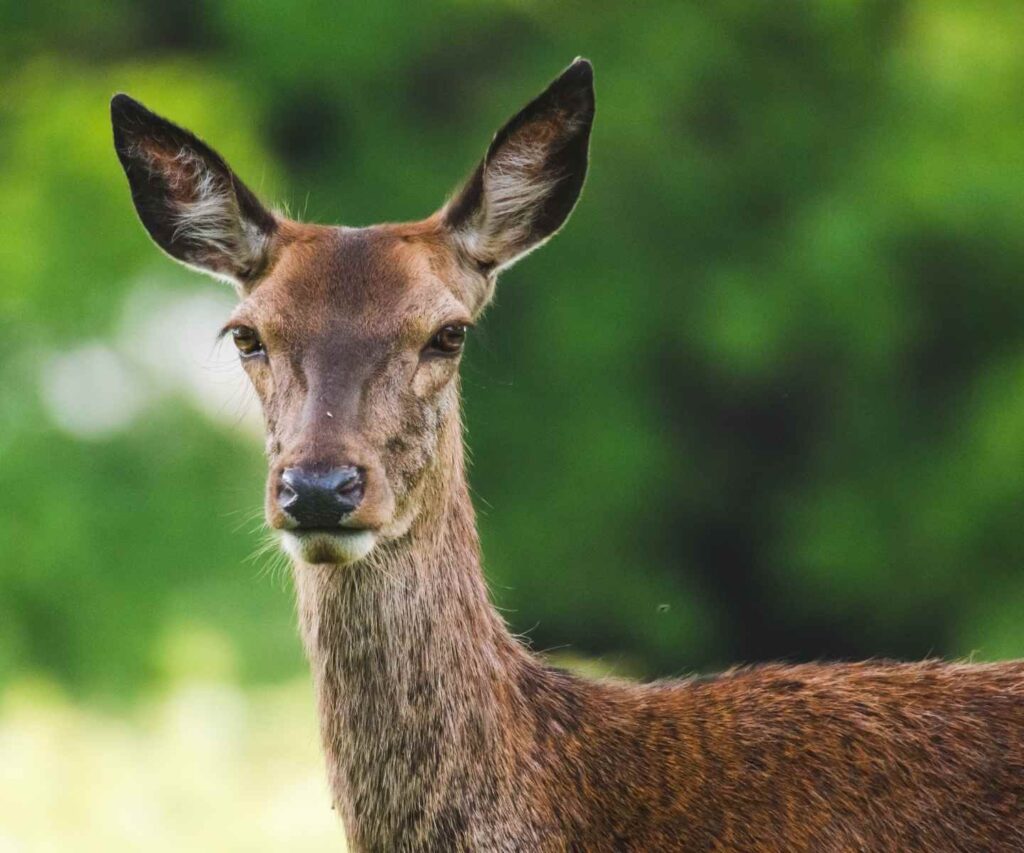 Female deer