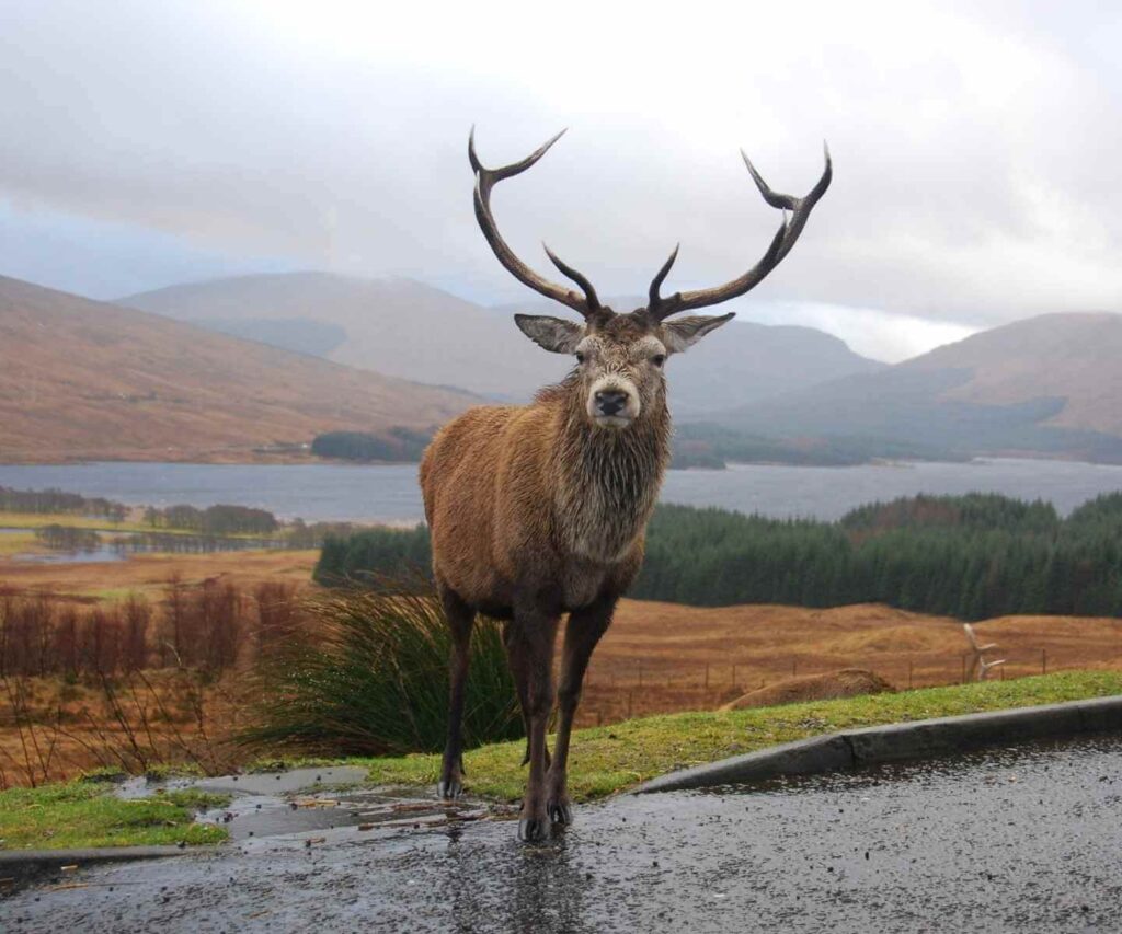 Red deer in a Patagonian landscape
