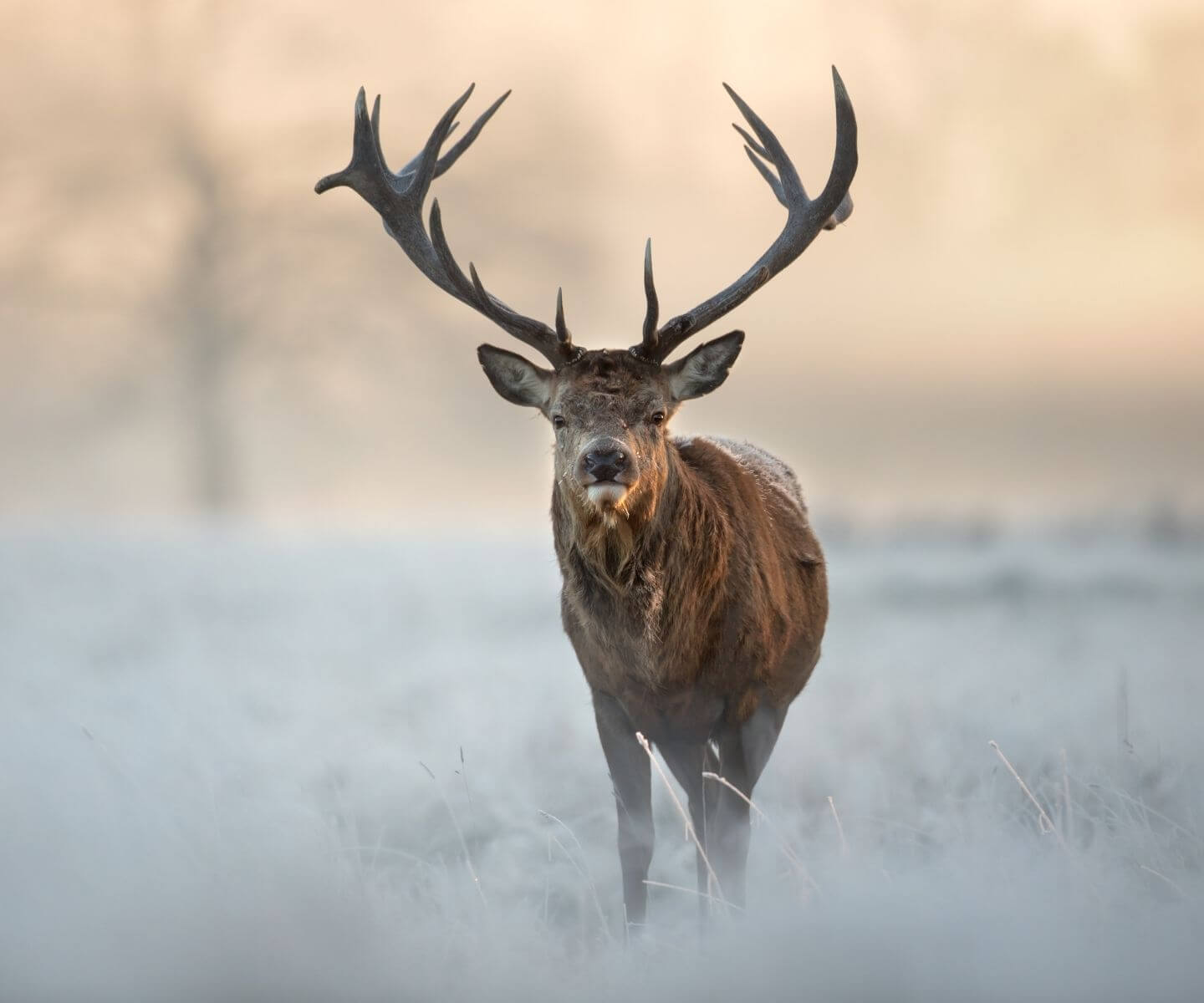 Red Deer: Habitat of an Introduced Species