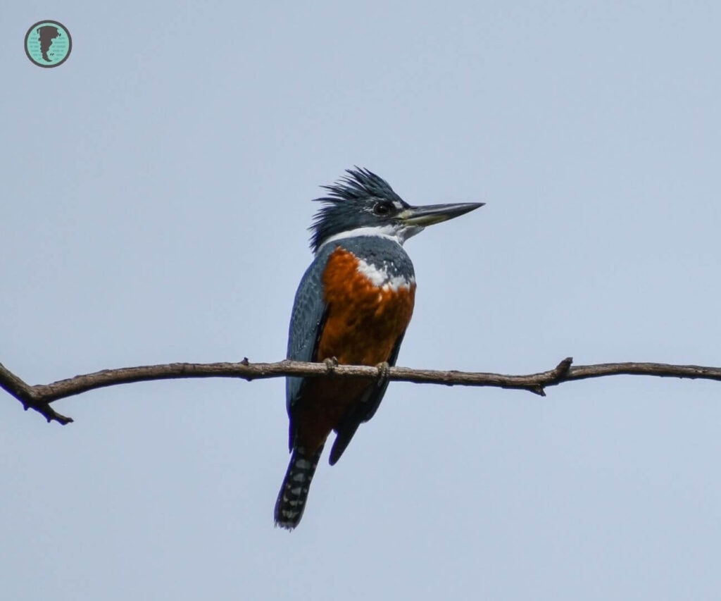 Ringed Kingfisher perched on a branch