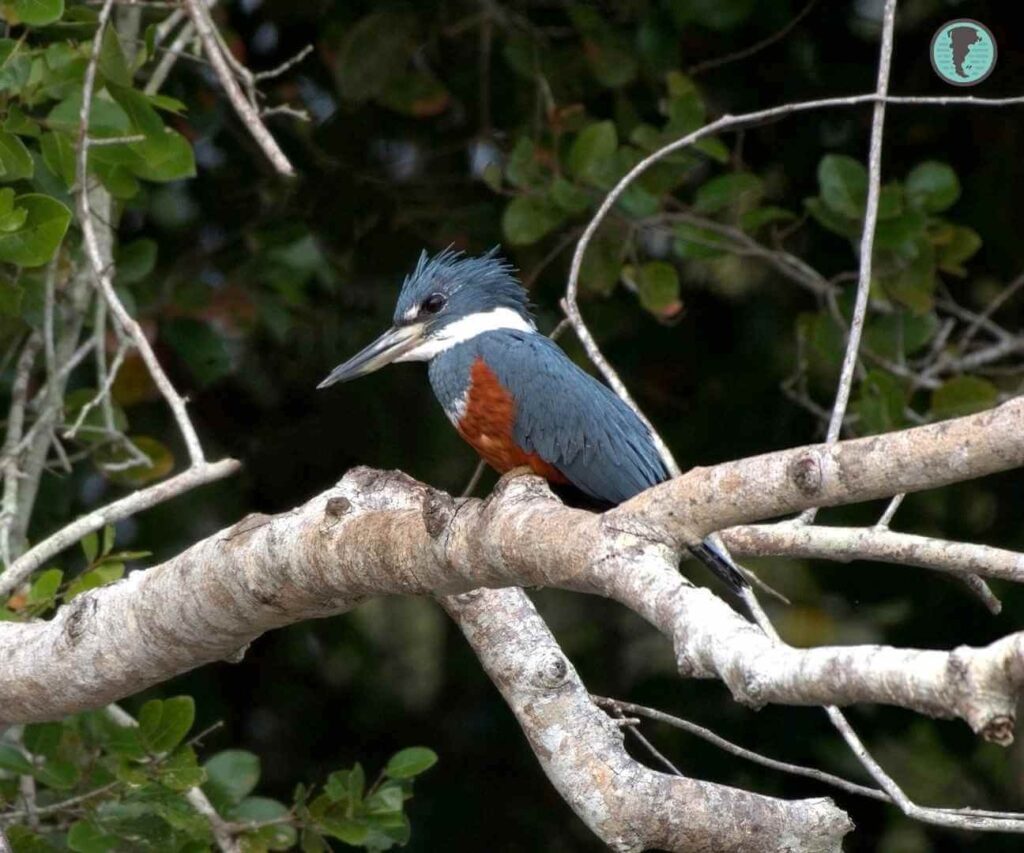 Ringed Kingfisher resting on a branch