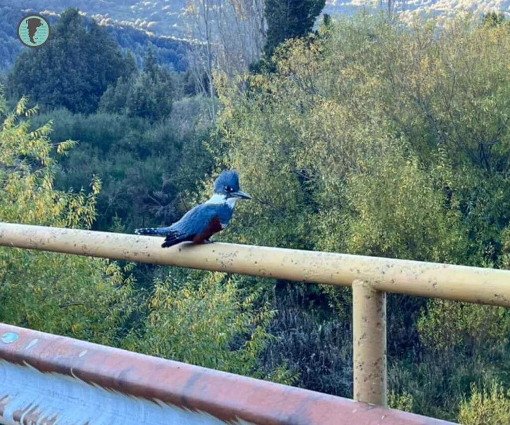 Ringed Kingfisher perched on a bridge railing