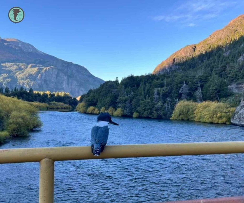 Ringed Kingfisher on a bridge railing