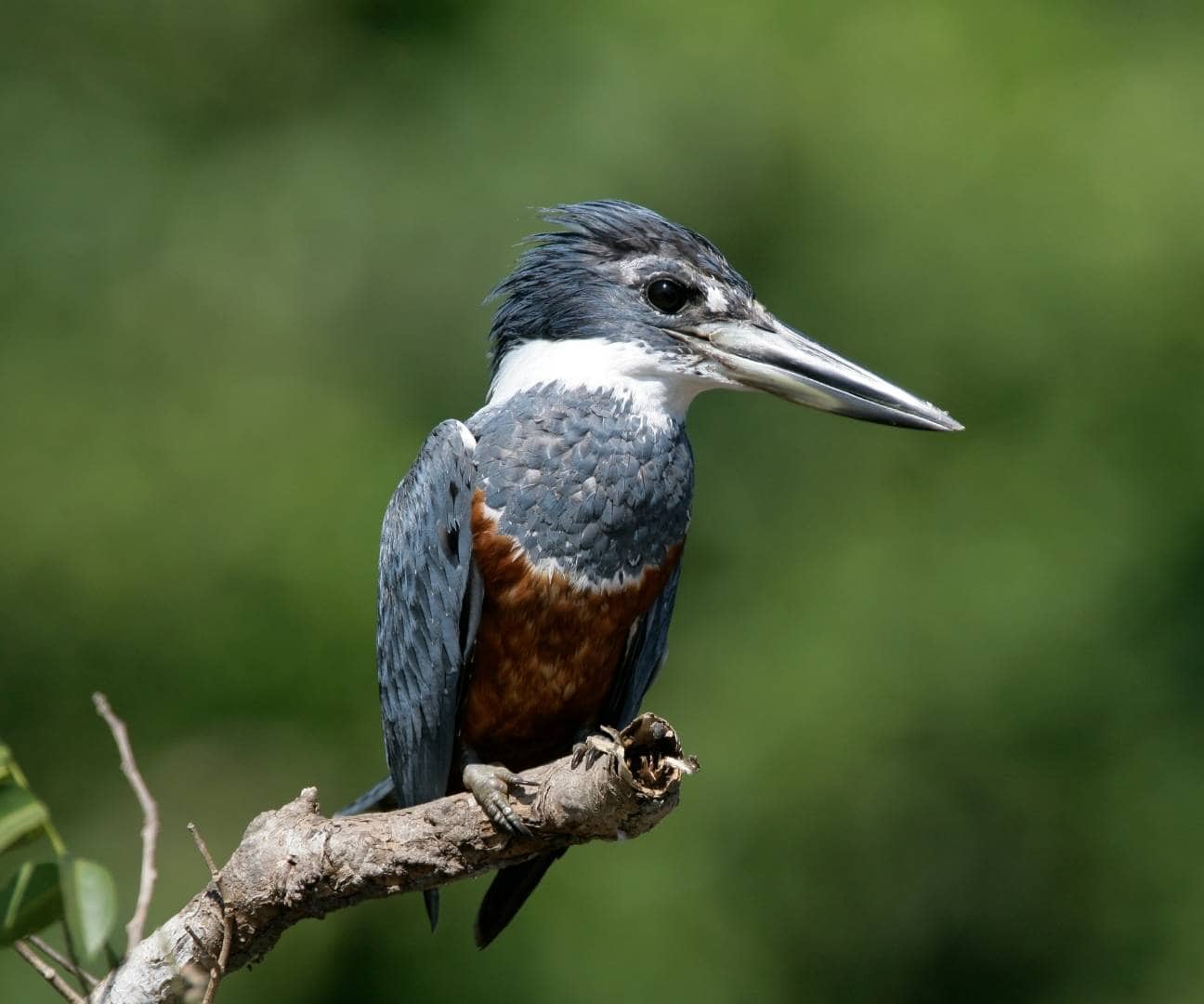 Ringed Kingfisher