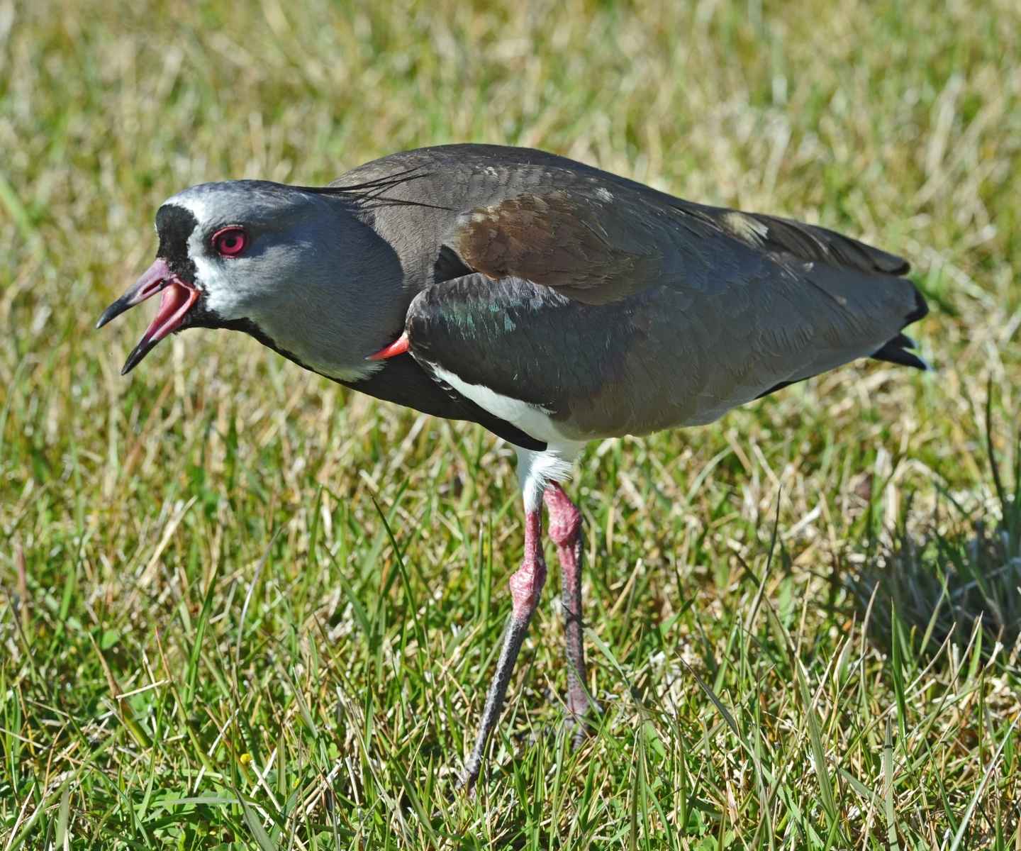 Southern Lapwing