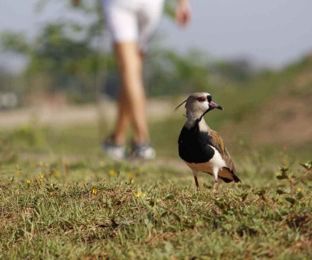 Lapwing near humans