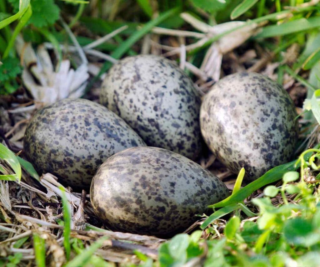 Lapwing nest with eggs