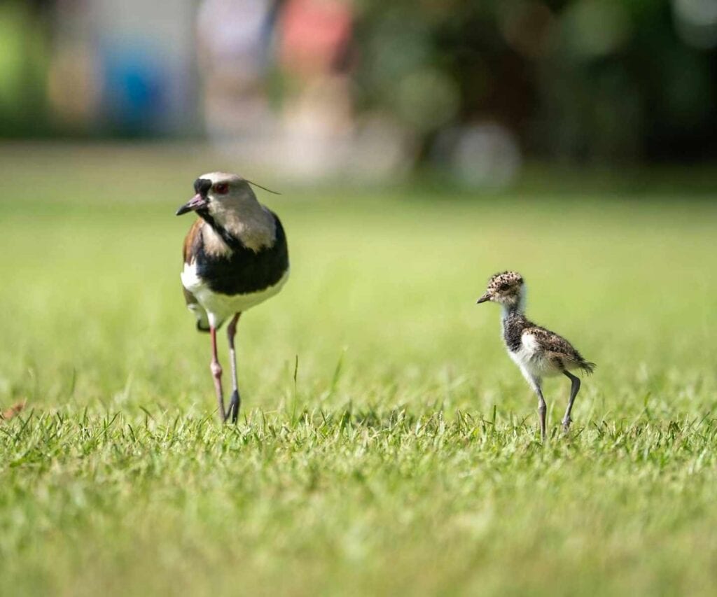 Southern Lapwing with chick