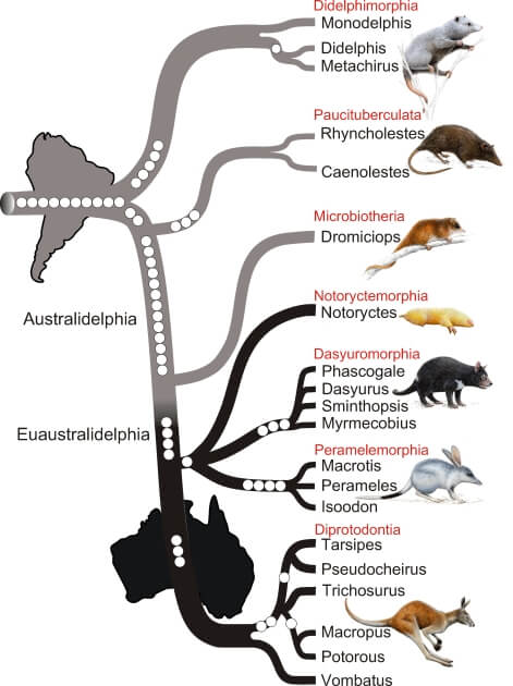 Árbol filogenético de marsupiales