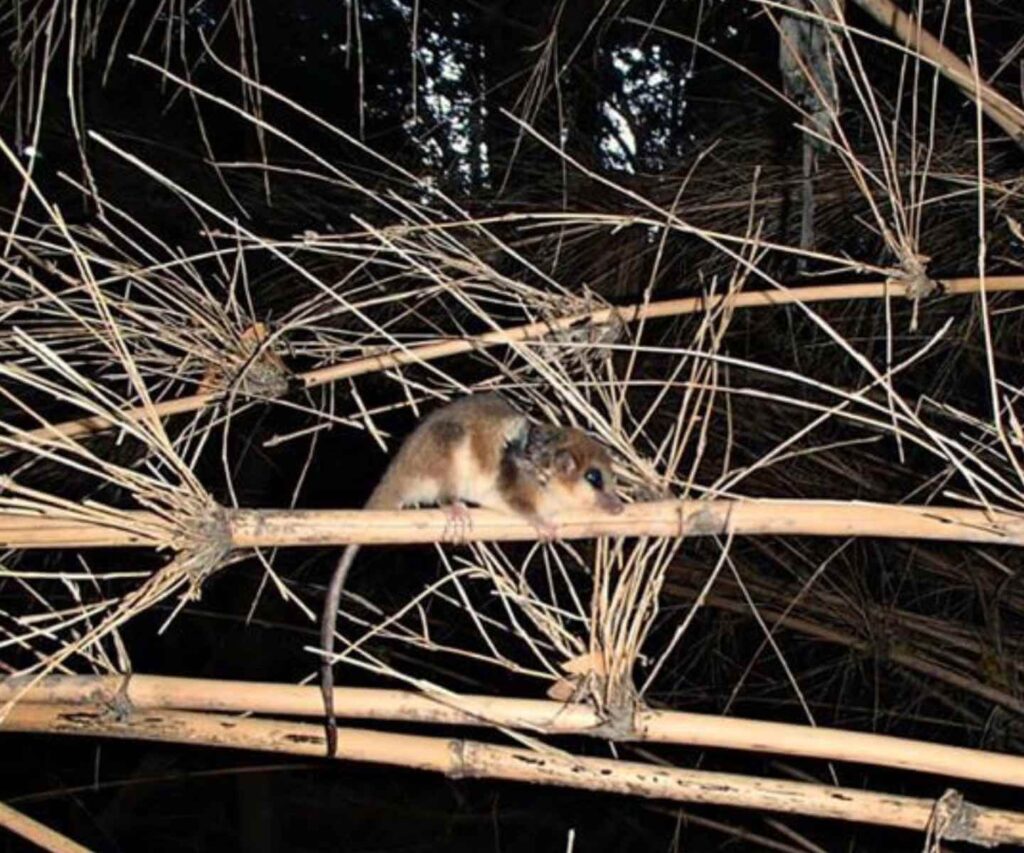 Habitat del monito del monte en bosques patagonicos