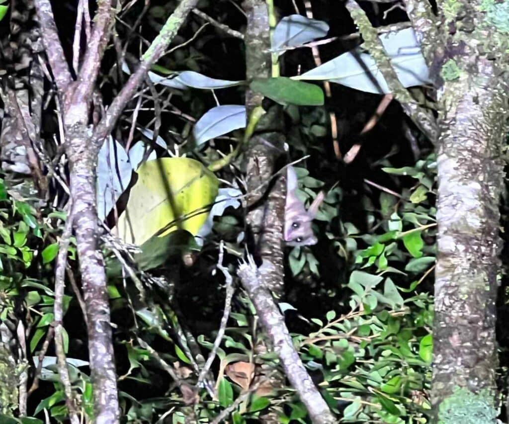 Monito del monte