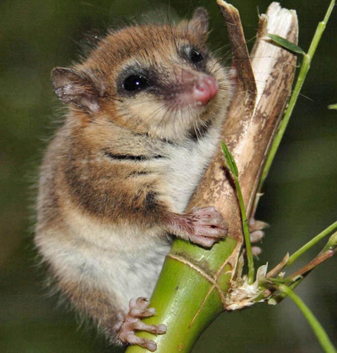 Monito del monte: el marsupial patagónico único en el mundo