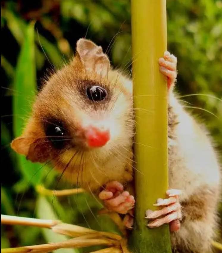 Monito del monte