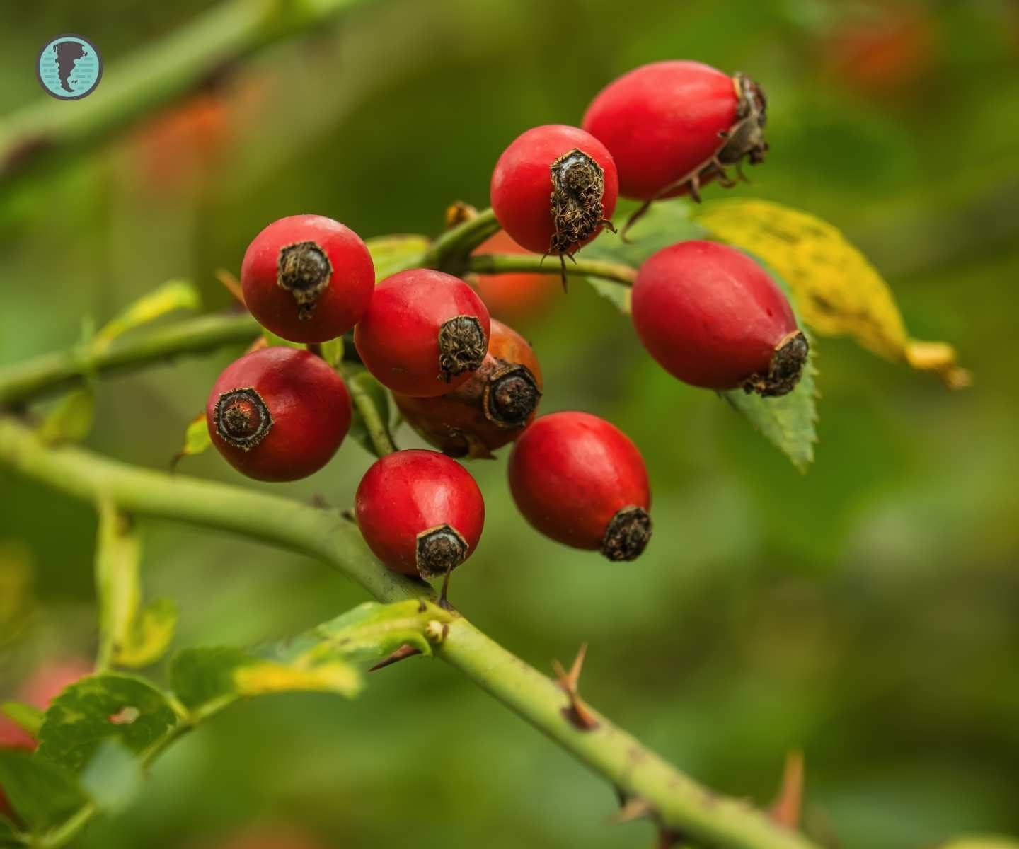 Rose Hip Fruit