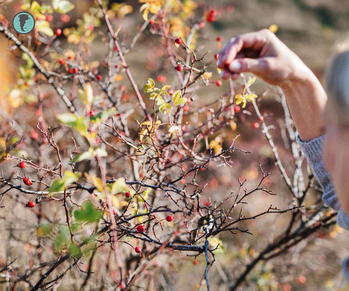 Artisanal harvesting of rose hip in patagonia