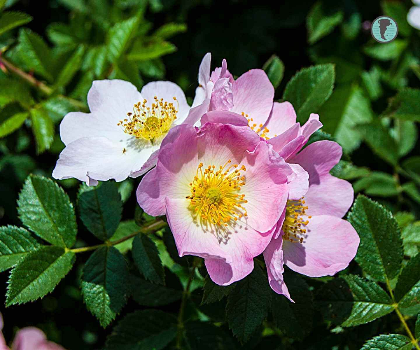 Rose hip plant