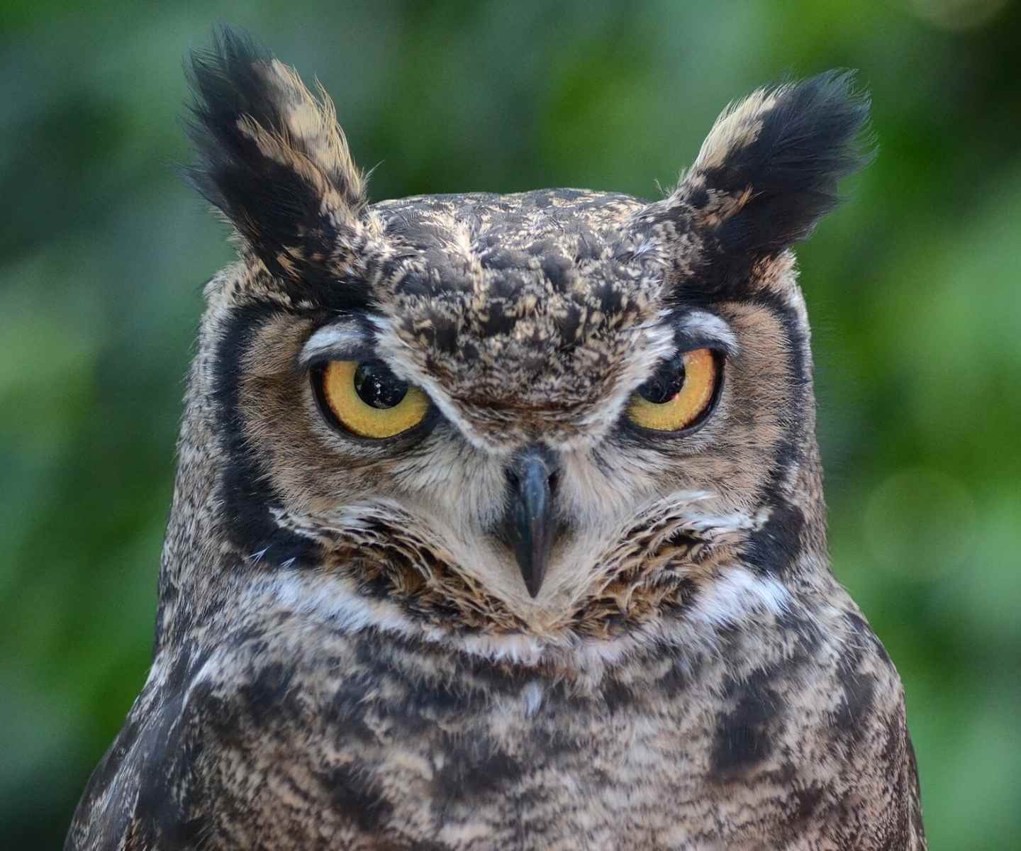 Tucuquere Owl: habitat, call and key characteristics