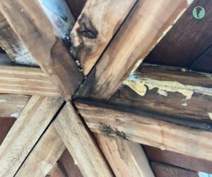 Detalle crítico de encuentro estructural con madera dañada por agua en aberturas del domo
