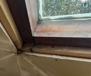 Manchas de humedad y hongos en estructura interior del domo