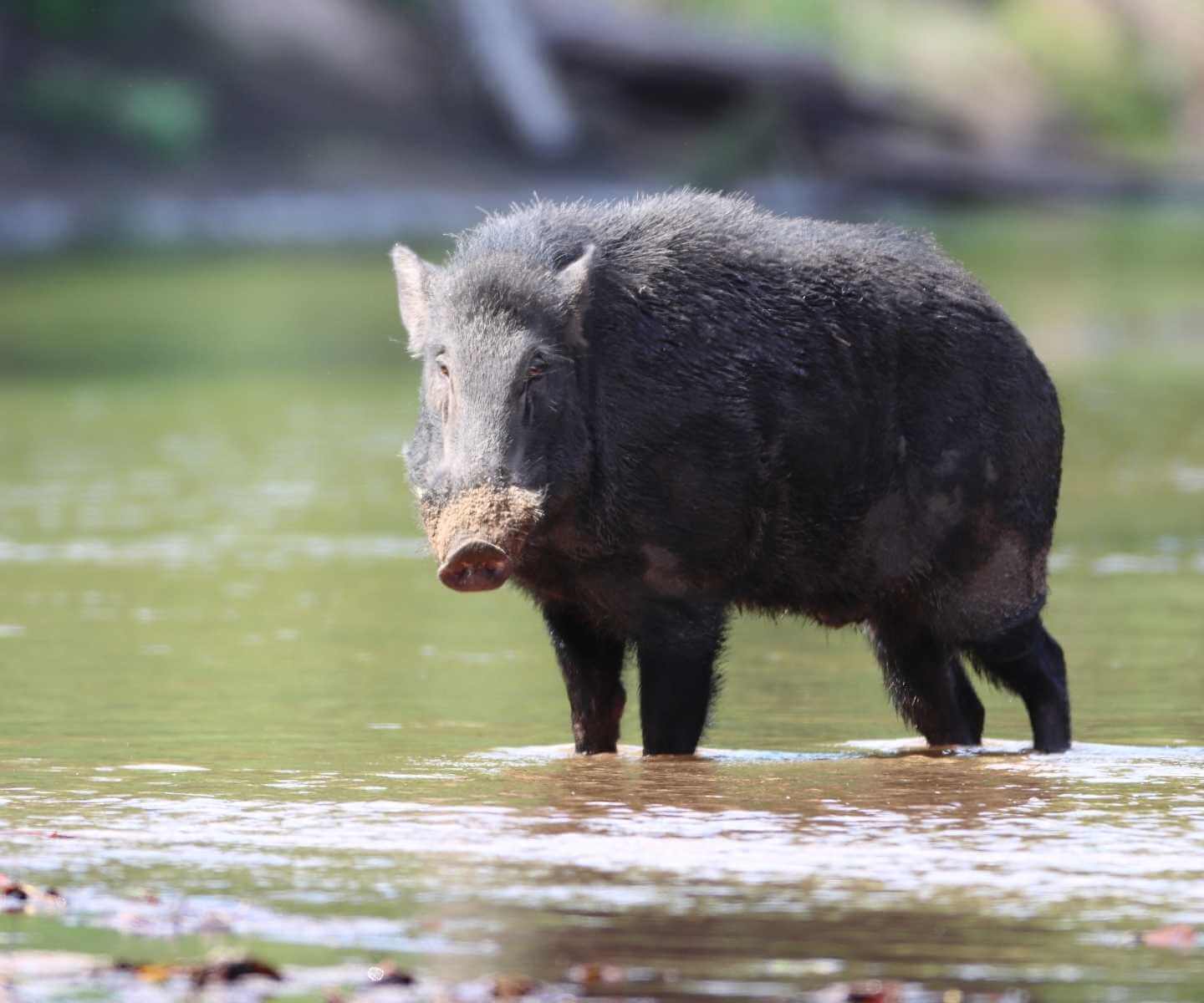 Wild boar sus scrofa exploring a riverbank in a Patagonian landscape