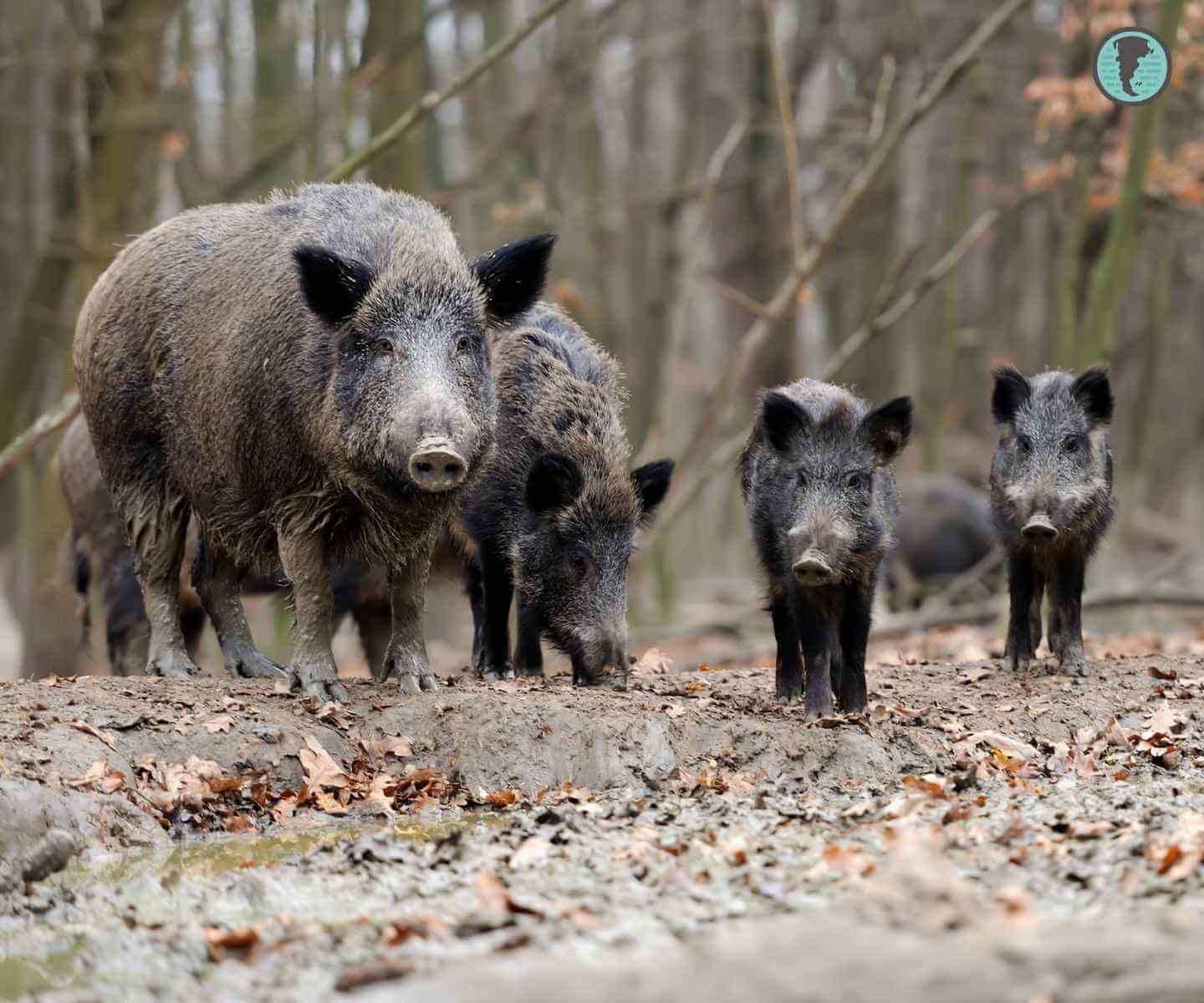 Adult wild boar and young foraging in a natural Patagonian setting
