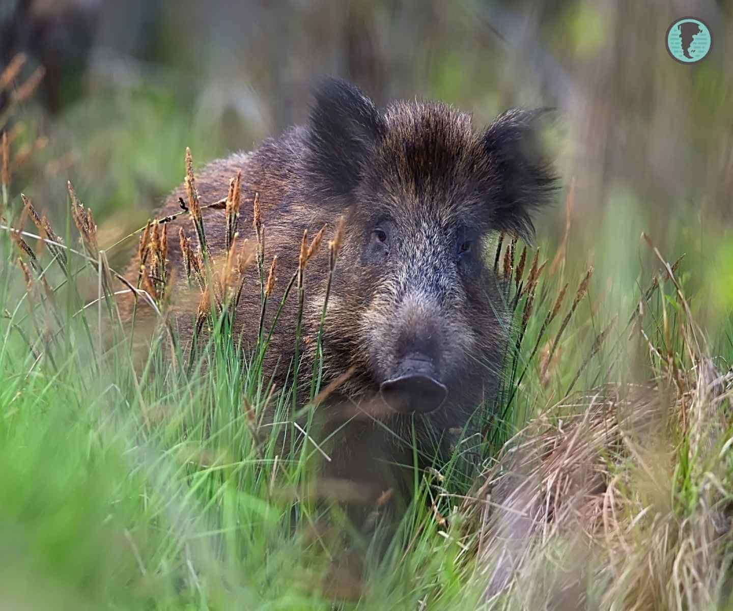 Wild boar snout rooting the soil in a forest clearing, showing its adaptation for foraging